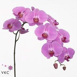 ORCHID. PHALAENO HAPPY VALENTINA .X45